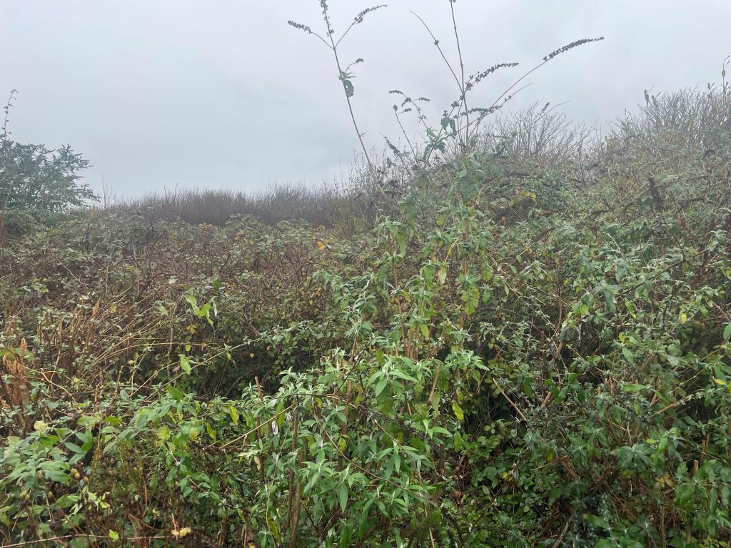 Lot: 64 - FREEHOLD LAND - Overgrown parcel of land